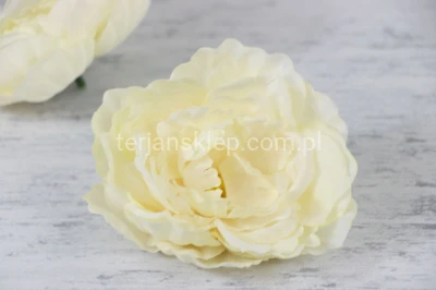 Peonia K089 (12 szt) cream lt peach/vanilia