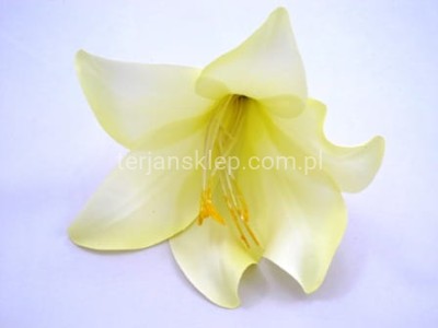 Lilia kielichowa J180 (12 szt) krem L36