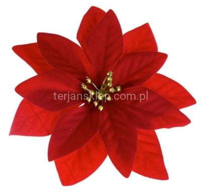 Gwiazda welurowa red J130 (12szt)