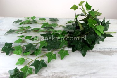 Bluszcz B013 / AB hedera ziel.