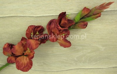 Mieczyk gał. SUN367 brown #1232