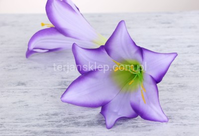 Lilia kielichowa J180 (12 szt) lilac z obrzeżem L18