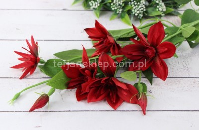 Clematis DUŻA gał. SUN508 red 1801A