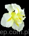 c43078751a06fb8d84b4d0d11495c74845f46837