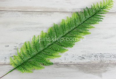 Paproć TIK009 (12 szt) lt green