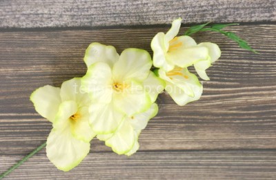 Mieczyk satynowy wyrobowy L004 dk cream green (z obrzeżami) C6032