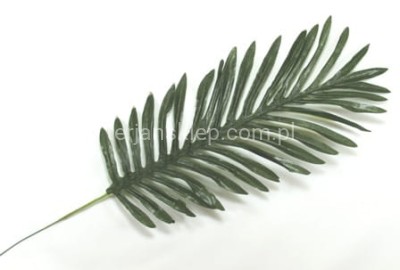 Paproć Chico CL65 A (12 szt) ciemna zieleń