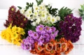 IMG_2652.JPG