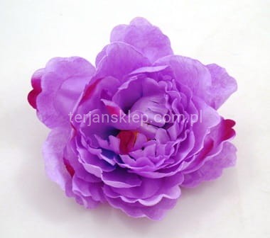 Peonia K089 (12 szt) lavender (bordo akcent.) #A0435