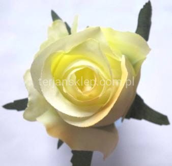 Róża F036 (12 szt) blady żółty/lemon (good lemon)
