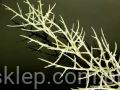 IMG_5588.jpg
