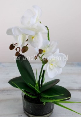 Storczyk w szkle CV05030 biel/krem #1