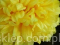 ec4b64e5324d7f225dcd880e7fa655cf6fc41cd8