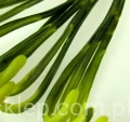 IMG_4428.jpg