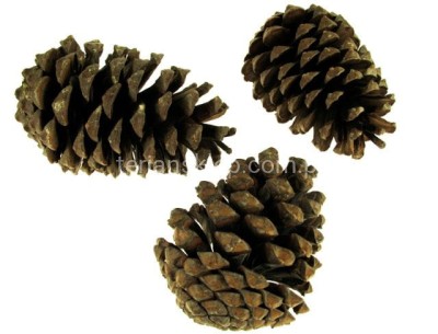 Szyszki naturalne WIELKIE (3 szt)