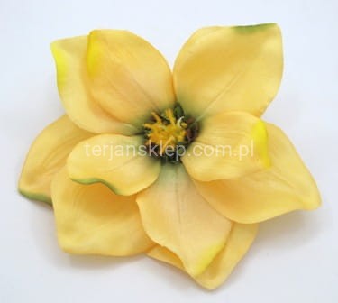 Magnolia C368 / CM520 lt tea #C 