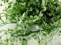 IMG_9023.JPG