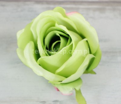Róża wyrobowa MGHT (12 szt) lt green edge pink #88