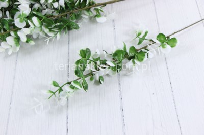 Eukaliptus gał. PS045 (12 szt) green/white