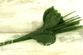 IMG_7787.jpg