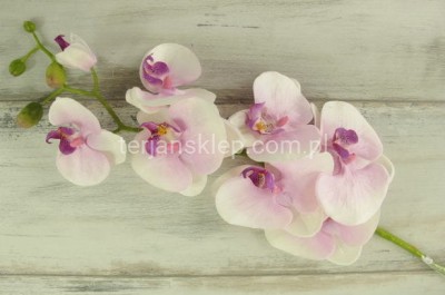 Storczyk SUN315 cream lt pink #1430