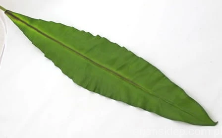 IMG_1120.JPG