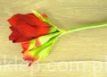 IMG_6038.jpg