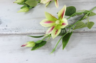 Clematis - pik SUN500 (12 szt) green/beauty #1800A