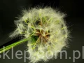 IMG_8181.jpg