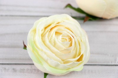 Camelia wyrobowa / pełnik SUN564 (12 szt) dr cream #2285