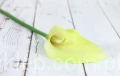 00005805.JPG