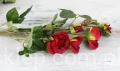 IMG_1771.JPG