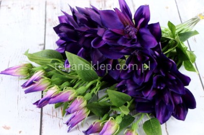 Clematis - pik SUN500 (12 szt) purple beauty #1824