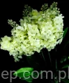 dff9f5bb0774c08262ec36a8668cd075b70e1ab3